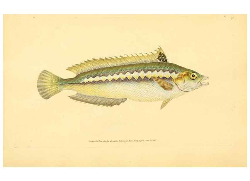 Reproducción/Reproduction 45830555372: The natural history of British fishes :. London :Printed for the author, and for F. and C. Rivington,1802-08.. 