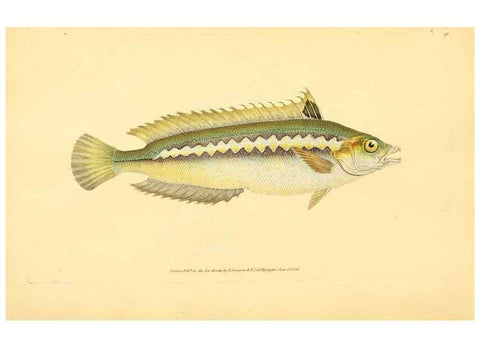 Reproducción/Reproduction 45830555372: The natural history of British fishes :. London :Printed for the author, and for F. and C. Rivington,1802-08.. 