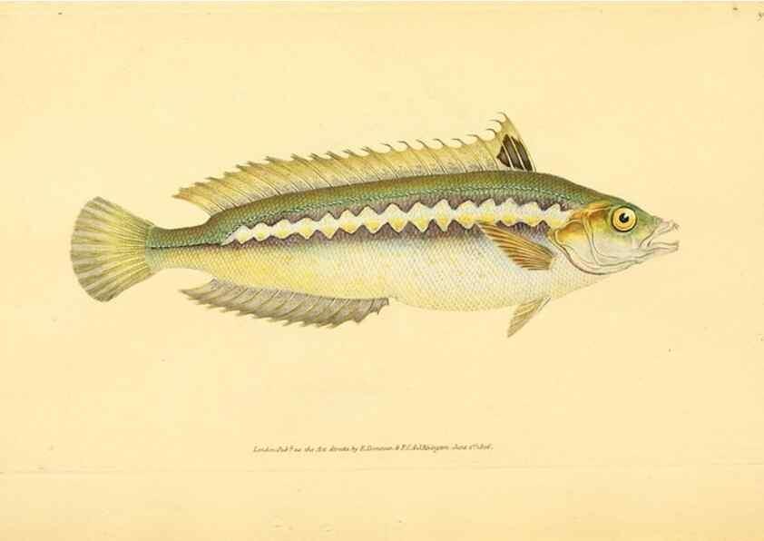 Reproducción/Reproduction 45830555372: The natural history of British fishes :. London :Printed for the author, and for F. and C. Rivington,1802-08.. 
