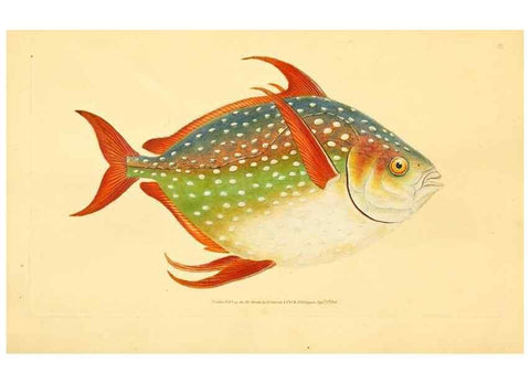 Reproducción/Reproduction 45830557352: The natural history of British fishes :. London :Printed for the author, and for F. and C. Rivington,1802-08.. 