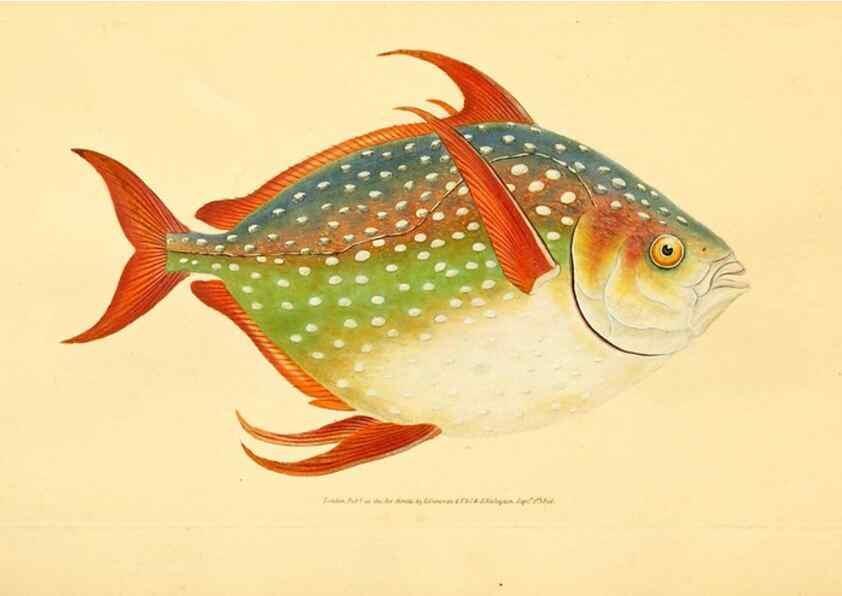 Reproducción/Reproduction 45830557352: The natural history of British fishes :. London :Printed for the author, and for F. and C. Rivington,1802-08.. 