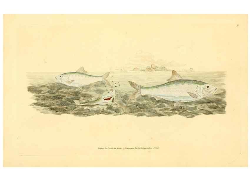Reproducción/Reproduction 32008841168: The natural history of British fishes :. London :Printed for the author, and for F. and C. Rivington,1802-08.. 