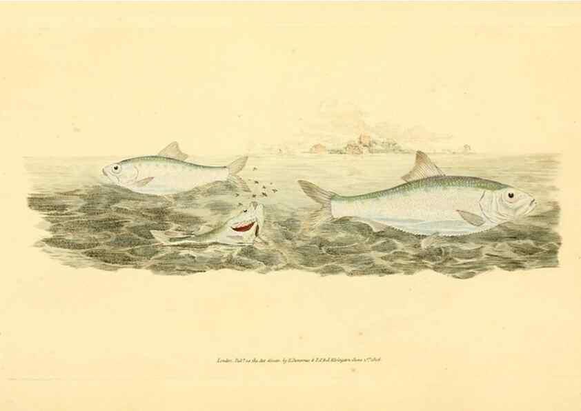 Reproducción/Reproduction 32008841168: The natural history of British fishes :. London :Printed for the author, and for F. and C. Rivington,1802-08.. 