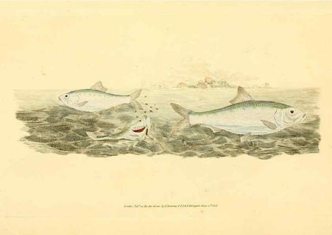 Reproducción/Reproduction 32008841168: The natural history of British fishes :. London :Printed for the author, and for F. and C. Rivington,1802-08.. 