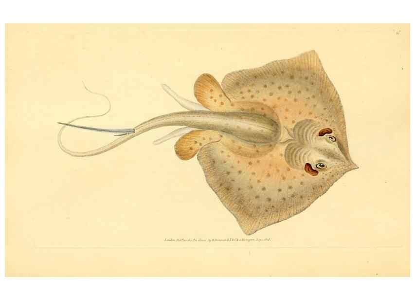 Reproducción/Reproduction 45830560572: The natural history of British fishes :. London :Printed for the author, and for F. and C. Rivington,1802-08.. 