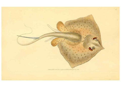 Reproducción/Reproduction 45830560572: The natural history of British fishes :. London :Printed for the author, and for F. and C. Rivington,1802-08.. 