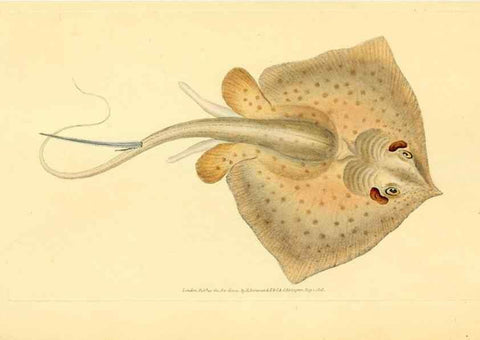 Reproducción/Reproduction 45830560572: The natural history of British fishes :. London :Printed for the author, and for F. and C. Rivington,1802-08.. 