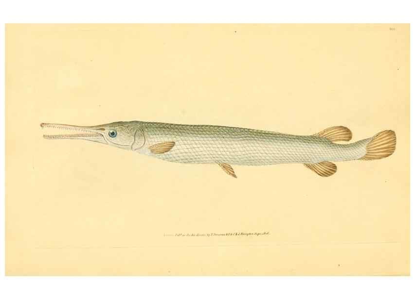 Reproducción/Reproduction 32008843728: The natural history of British fishes :. London :Printed for the author, and for F. and C. Rivington,1802-08.. 