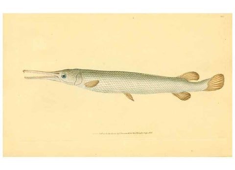 Reproducción/Reproduction 32008843728: The natural history of British fishes :. London :Printed for the author, and for F. and C. Rivington,1802-08.. 