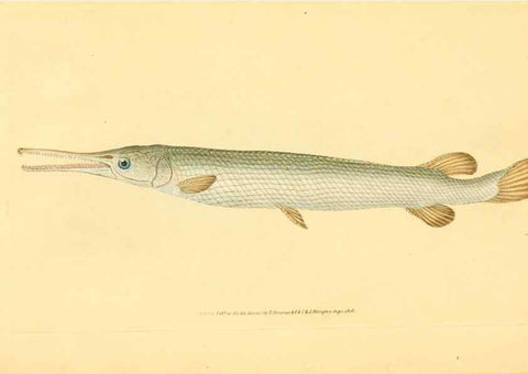 Reproducción/Reproduction 32008843728: The natural history of British fishes :. London :Printed for the author, and for F. and C. Rivington,1802-08.. 