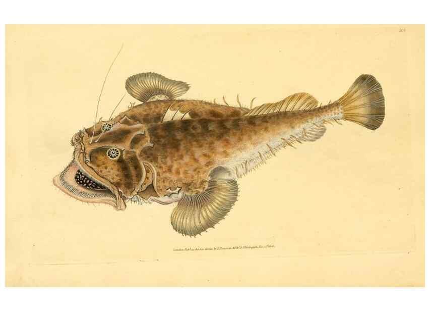 Reproducción/Reproduction 45830563632: The natural history of British fishes :. London :Printed for the author, and for F. and C. Rivington,1802-08.. 