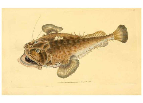 Reproducción/Reproduction 45830563632: The natural history of British fishes :. London :Printed for the author, and for F. and C. Rivington,1802-08.. 