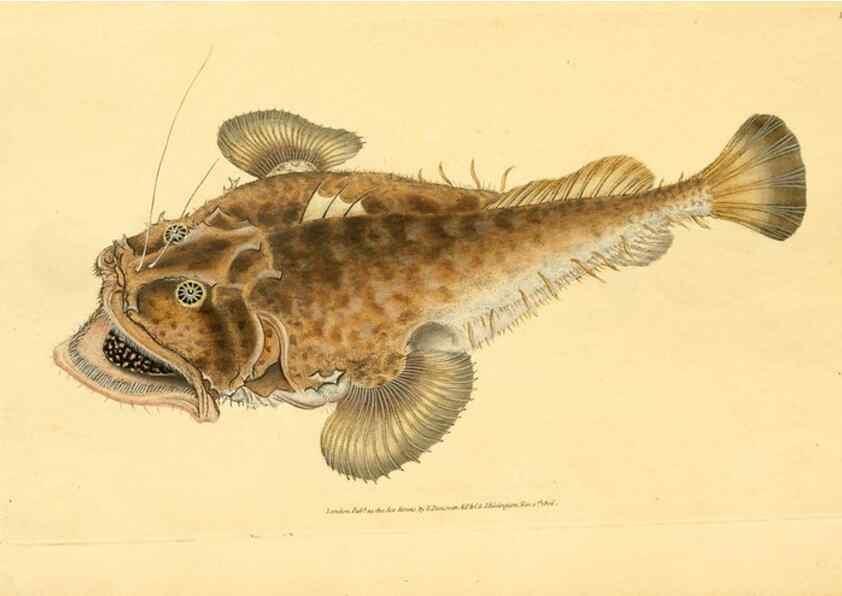Reproducción/Reproduction 45830563632: The natural history of British fishes :. London :Printed for the author, and for F. and C. Rivington,1802-08.. 