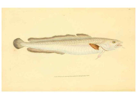 Reproducción/Reproduction 30941048587: The natural history of British fishes :. London :Printed for the author, and for F. and C. Rivington,1802-08.. 