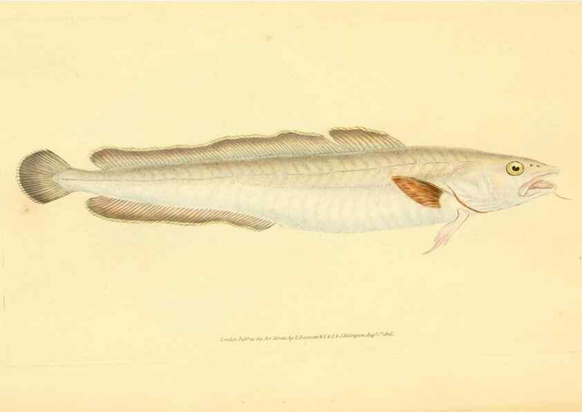 Reproducción/Reproduction 30941048587: The natural history of British fishes :. London :Printed for the author, and for F. and C. Rivington,1802-08.. 