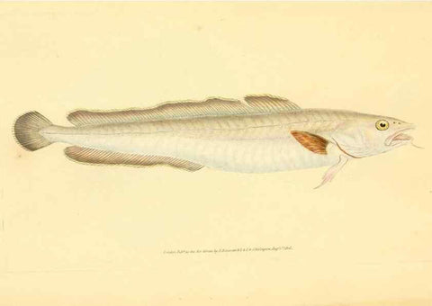 Reproducción/Reproduction 30941048587: The natural history of British fishes :. London :Printed for the author, and for F. and C. Rivington,1802-08.. 