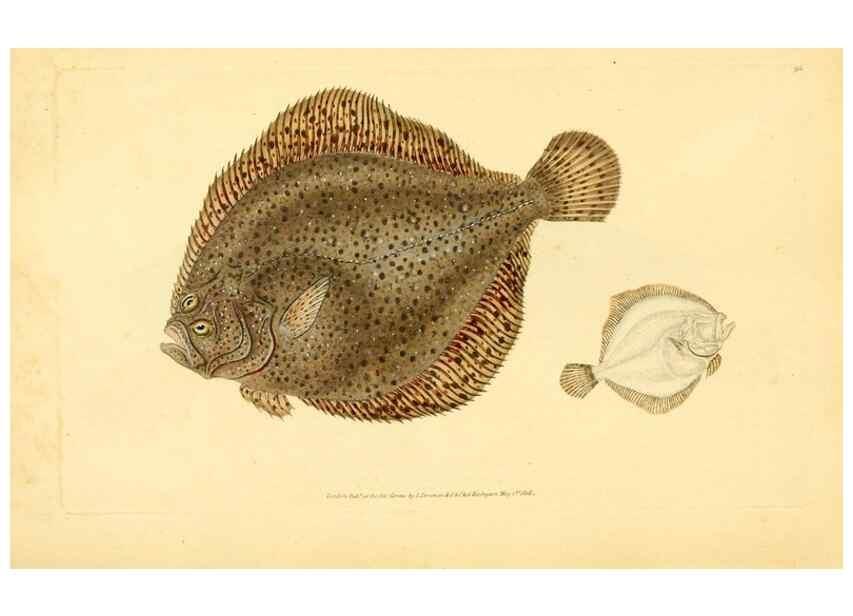 Reproducción/Reproduction 30941036427: The natural history of British fishes :. London :Printed for the author, and for F. and C. Rivington,1802-08.. 