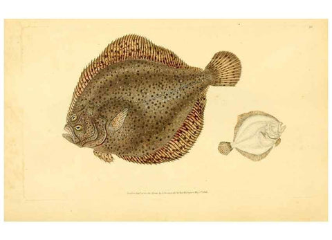 Reproducción/Reproduction 30941036427: The natural history of British fishes :. London :Printed for the author, and for F. and C. Rivington,1802-08.. 