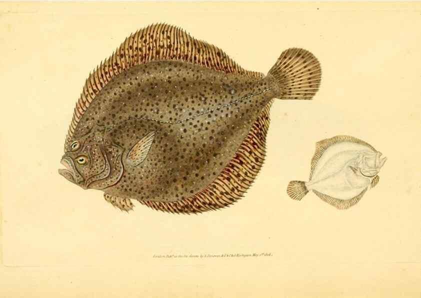 Reproducción/Reproduction 30941036427: The natural history of British fishes :. London :Printed for the author, and for F. and C. Rivington,1802-08.. 