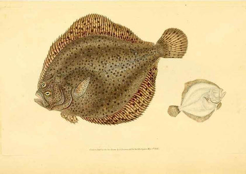 Reproducción/Reproduction 30941036427: The natural history of British fishes :. London :Printed for the author, and for F. and C. Rivington,1802-08.. 