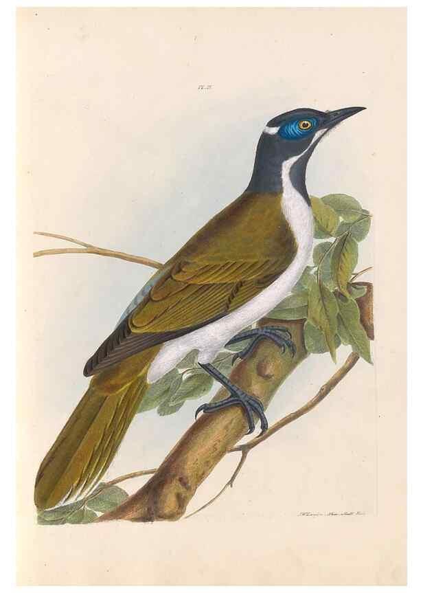 Reproducción/Reproduction 44677186730: A natural history of the birds of New South Wales collected, engraved, and faithfully painted after nature /. London :Printed for J.H. Bohte,1822.. 