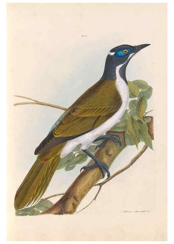 Reproducción/Reproduction 44677186730: A natural history of the birds of New South Wales collected, engraved, and faithfully painted after nature /. London :Printed for J.H. Bohte,1822.. 