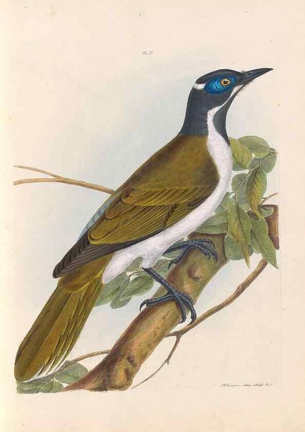 Reproducción/Reproduction 44677186730: A natural history of the birds of New South Wales collected, engraved, and faithfully painted after nature /. London :Printed for J.H. Bohte,1822.. 