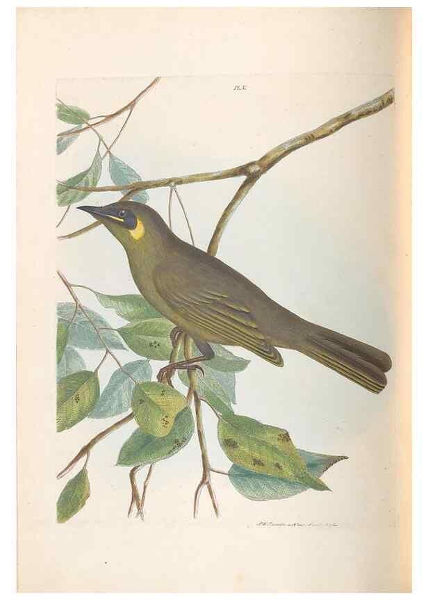 Reproducción/Reproduction 32621347168: A natural history of the birds of New South Wales collected, engraved, and faithfully painted after nature /. London :Printed for J.H. Bohte,1822.. 