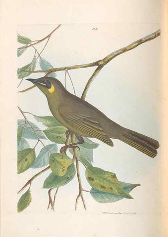 Reproducción/Reproduction 32621347168: A natural history of the birds of New South Wales collected, engraved, and faithfully painted after nature /. London :Printed for J.H. Bohte,1822.. 