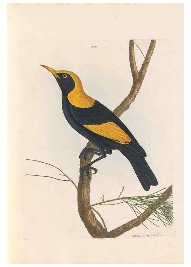 Reproducción/Reproduction 44677188600: A natural history of the birds of New South Wales collected, engraved, and faithfully painted after nature /. London :Printed for J.H. Bohte,1822.. 