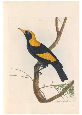 Reproducción/Reproduction 44677188600: A natural history of the birds of New South Wales collected, engraved, and faithfully painted after nature /. London :Printed for J.H. Bohte,1822.. 