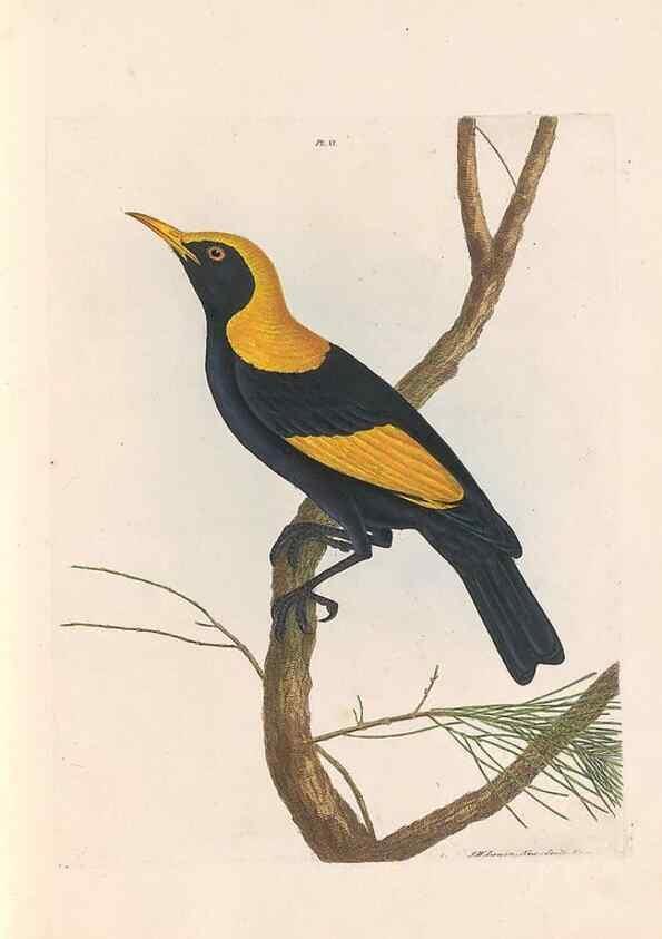 Reproducción/Reproduction 44677188600: A natural history of the birds of New South Wales collected, engraved, and faithfully painted after nature /. London :Printed for J.H. Bohte,1822.. 