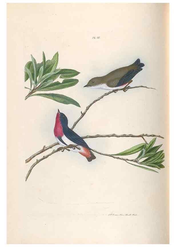 Reproducción/Reproduction 44677189500: A natural history of the birds of New South Wales collected, engraved, and faithfully painted after nature /. London :Printed for J.H. Bohte,1822.. 