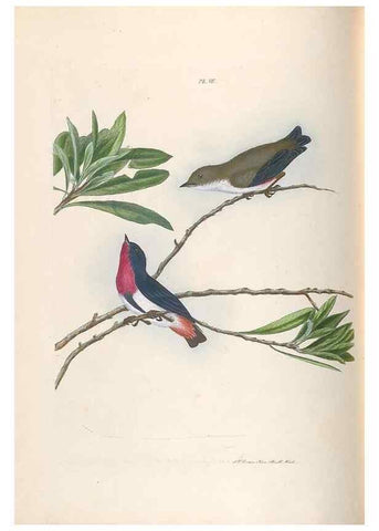 Reproducción/Reproduction 44677189500: A natural history of the birds of New South Wales collected, engraved, and faithfully painted after nature /. London :Printed for J.H. Bohte,1822.. 