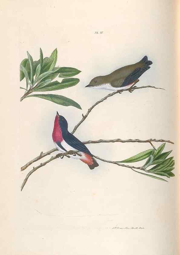 Reproducción/Reproduction 44677189500: A natural history of the birds of New South Wales collected, engraved, and faithfully painted after nature /. London :Printed for J.H. Bohte,1822.. 