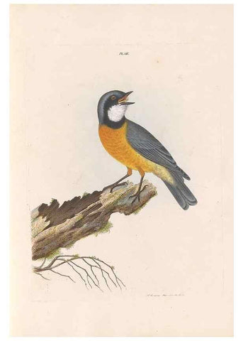 Reproducción/Reproduction 32621349168: A natural history of the birds of New South Wales collected, engraved, and faithfully painted after nature /. London :Printed for J.H. Bohte,1822.. 