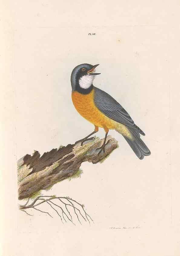Reproducción/Reproduction 32621349168: A natural history of the birds of New South Wales collected, engraved, and faithfully painted after nature /. London :Printed for J.H. Bohte,1822.. 