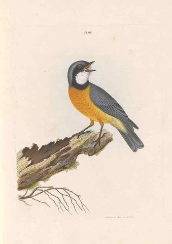 Reproducción/Reproduction 32621349168: A natural history of the birds of New South Wales collected, engraved, and faithfully painted after nature /. London :Printed for J.H. Bohte,1822.. 
