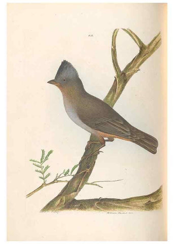 Reproducción/Reproduction 46442717652: A natural history of the birds of New South Wales collected, engraved, and faithfully painted after nature /. London :Printed for J.H. Bohte,1822.. 