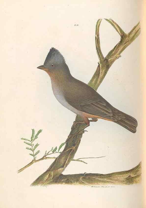 Reproducción/Reproduction 46442717652: A natural history of the birds of New South Wales collected, engraved, and faithfully painted after nature /. London :Printed for J.H. Bohte,1822.. 