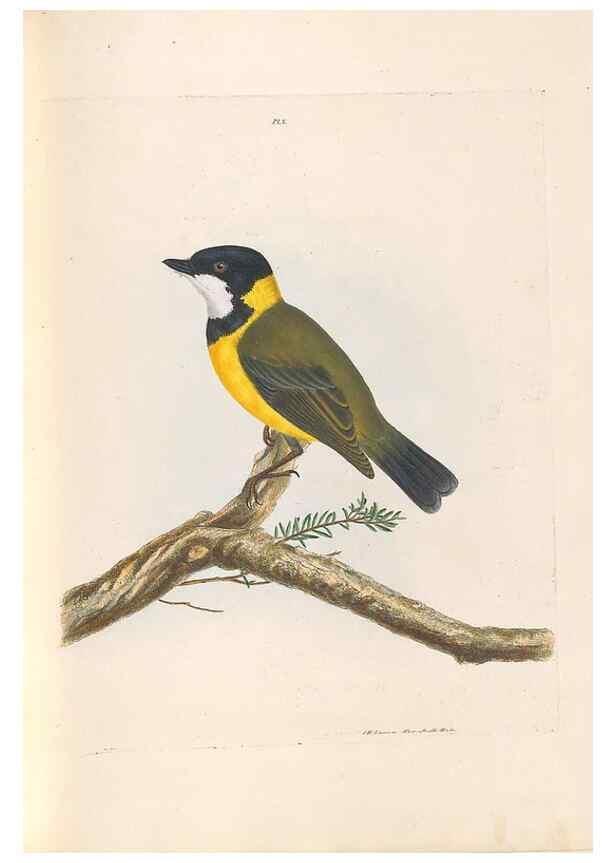 Reproducción/Reproduction 46494086201: A natural history of the birds of New South Wales collected, engraved, and faithfully painted after nature /. London :Printed for J.H. Bohte,1822.. 