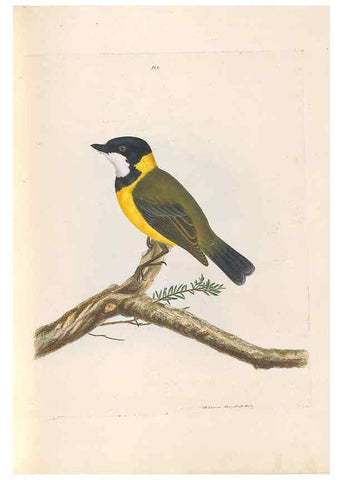 Reproducción/Reproduction 46494086201: A natural history of the birds of New South Wales collected, engraved, and faithfully painted after nature /. London :Printed for J.H. Bohte,1822.. 