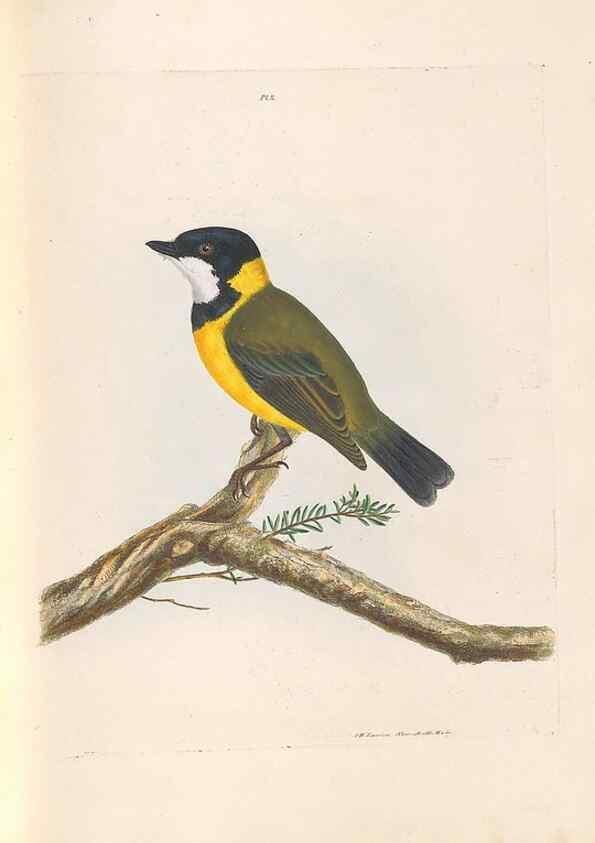 Reproducción/Reproduction 46494086201: A natural history of the birds of New South Wales collected, engraved, and faithfully painted after nature /. London :Printed for J.H. Bohte,1822.. 