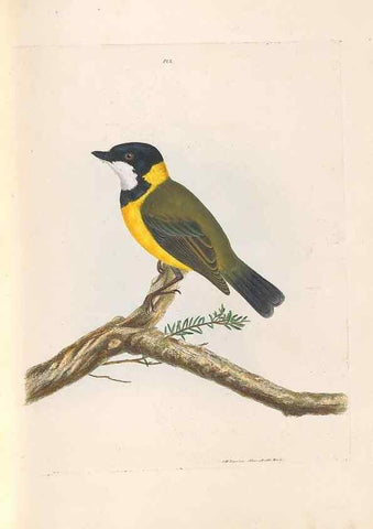 Reproducción/Reproduction 46494086201: A natural history of the birds of New South Wales collected, engraved, and faithfully painted after nature /. London :Printed for J.H. Bohte,1822.. 