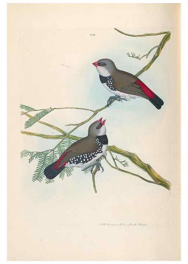 Reproducción/Reproduction 44677193700: A natural history of the birds of New South Wales collected, engraved, and faithfully painted after nature /. London :Printed for J.H. Bohte,1822.. 