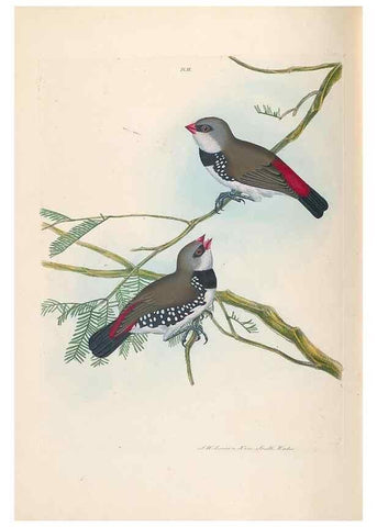 Reproducción/Reproduction 44677193700: A natural history of the birds of New South Wales collected, engraved, and faithfully painted after nature /. London :Printed for J.H. Bohte,1822.. 