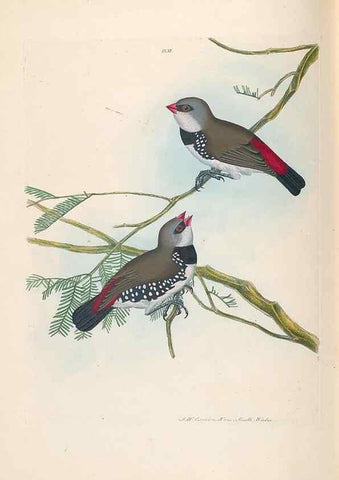 Reproducción/Reproduction 44677193700: A natural history of the birds of New South Wales collected, engraved, and faithfully painted after nature /. London :Printed for J.H. Bohte,1822.. 