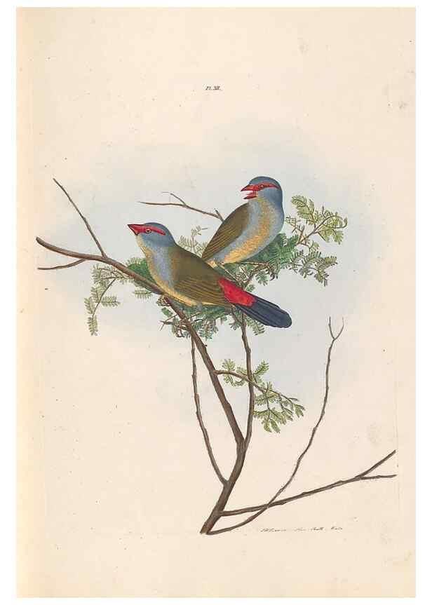 Reproducción/Reproduction 32621352238: A natural history of the birds of New South Wales collected, engraved, and faithfully painted after nature /. London :Printed for J.H. Bohte,1822.. 