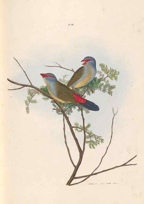 Reproducción/Reproduction 32621352238: A natural history of the birds of New South Wales collected, engraved, and faithfully painted after nature /. London :Printed for J.H. Bohte,1822.. 