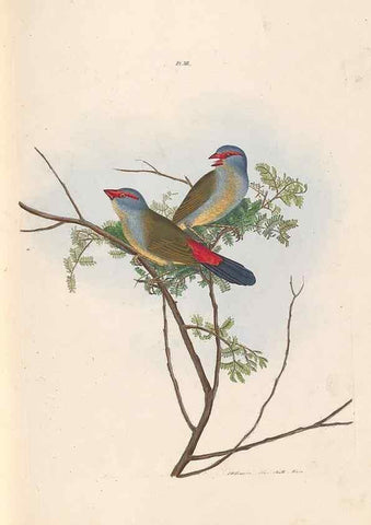 Reproducción/Reproduction 32621352238: A natural history of the birds of New South Wales collected, engraved, and faithfully painted after nature /. London :Printed for J.H. Bohte,1822.. 